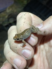 Eleutherodactylus planirostris