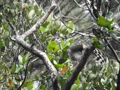 Accipiter trivirgatus