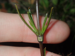 Opercularia vaginata