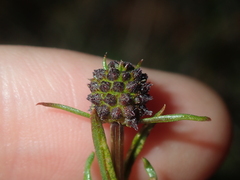 Opercularia vaginata