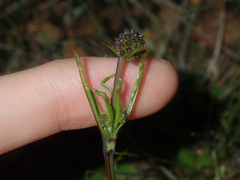 Opercularia vaginata