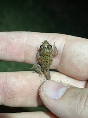 Eleutherodactylus planirostris