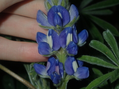 Lupinus cosentinii