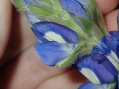 Lupinus cosentinii
