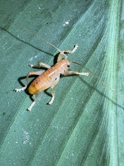 Camptonotus carolinensis