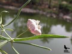 Oxystelma esculentum