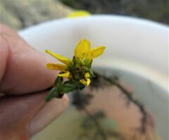 Bidens beckii