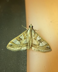Glyphodes pyloalis