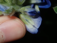 Lupinus cosentinii