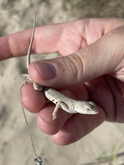 Holbrookia propinqua
