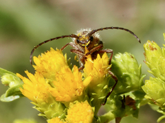 Crossidius testaceus