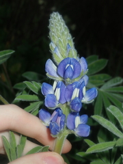 Lupinus cosentinii