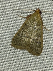 Hypsopygia nostralis
