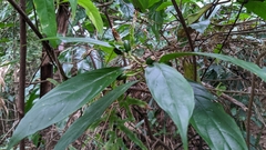 Mussaenda parviflora