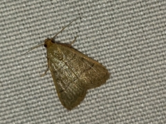 Hypsopygia nostralis