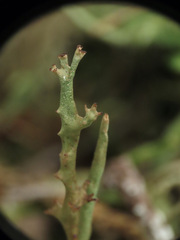 Cladonia maxima