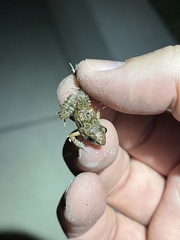 Eleutherodactylus planirostris