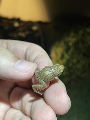 Eleutherodactylus planirostris