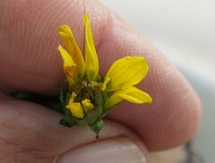 Bidens beckii