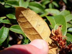 Chrysolepis chrysophylla
