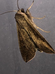 Mythimna