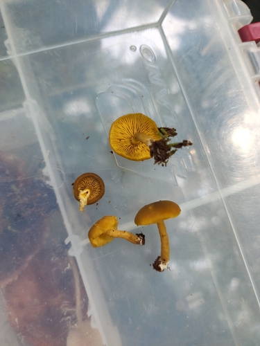 Gymnopilus