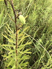 Asclepias