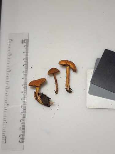 Gymnopilus (Photo 2 of 4)