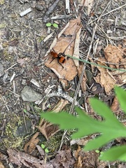 Dasymutilla occidentalis