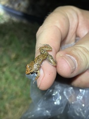 Eleutherodactylus planirostris