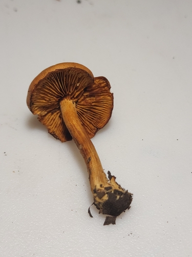Gymnopilus (Photo 3 of 4)