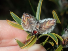 Melaleuca cowleyae