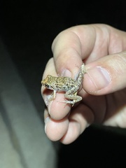 Eleutherodactylus planirostris