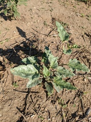Nyctaginia capitata