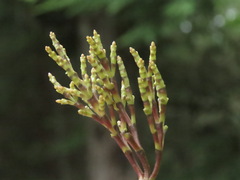 Arceuthobium tsugense