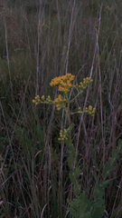 Solidago rigida