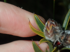 Melaleuca cowleyae
