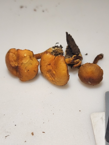 Gymnopilus (Photo 4 of 4)