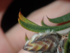 Melaleuca cowleyae