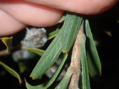 Melaleuca cowleyae