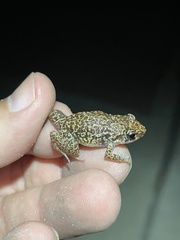 Eleutherodactylus planirostris