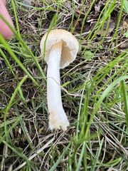Candolleomyces