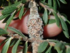Melaleuca cowleyae
