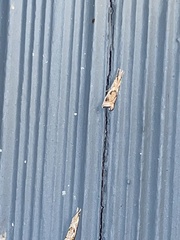 Microcrambus elegans