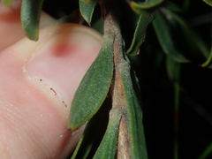 Melaleuca cowleyae
