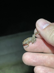 Eleutherodactylus planirostris