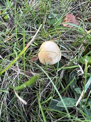 Candolleomyces