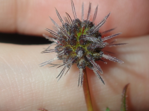 Image of Opercularia vaginata by (c) Thomas Mesaglio, some rights reserved (CC BY)
