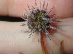 Opercularia vaginata