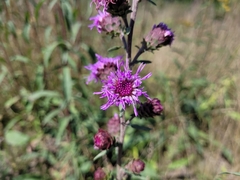 Liatris novae-angliae